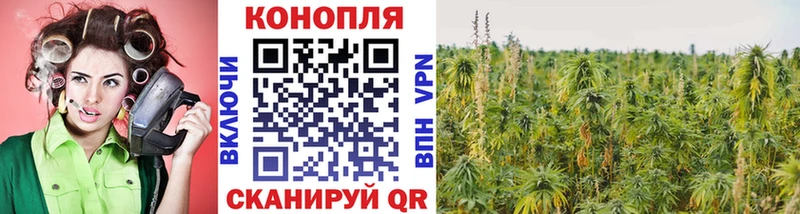 где купить наркоту  Шатура  Конопля ГИДРОПОН 